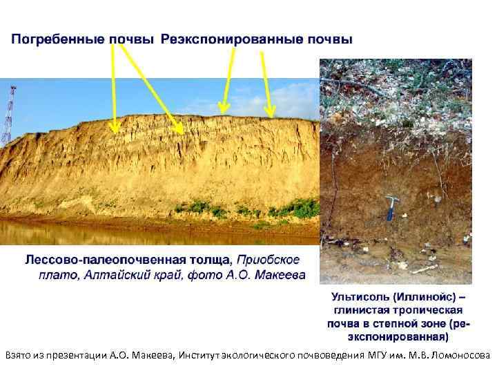 Взято из презентации А. О. Макеева, Институт экологического почвоведения МГУ им. М. В. Ломоносова