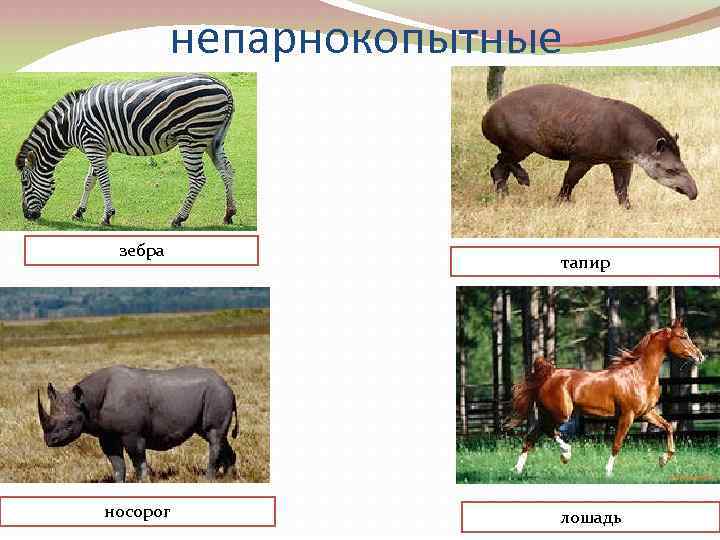 Проект парнокопытные 7 класс