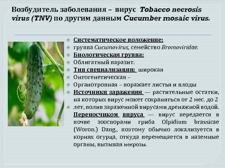 Возбудитель заболевания – вирус Tobacco necrosis virus (TNV) по другим данным Cucumber mosaic virus.