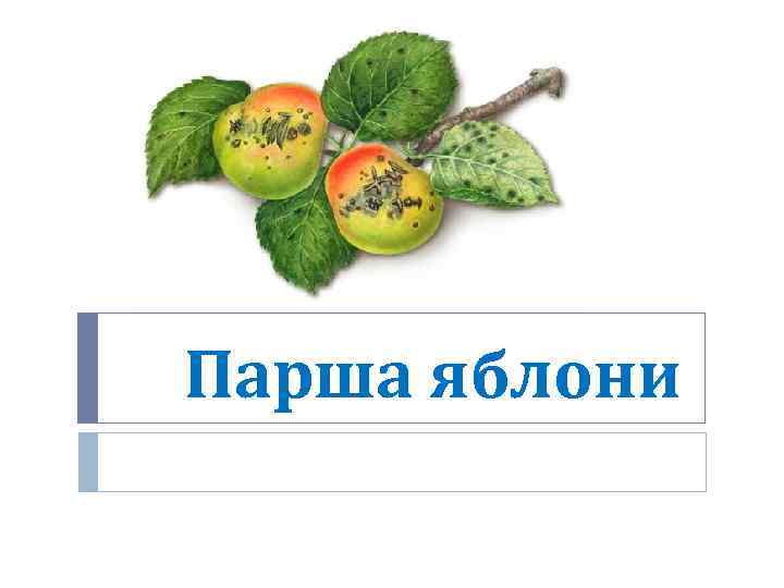 Парша яблони 
