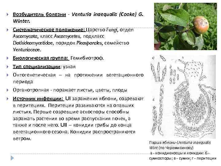  Возбудитель болезни - Venturia inaequalis (Cooke) G. Winter. Систематическое положение: Царство Fungi, отдел