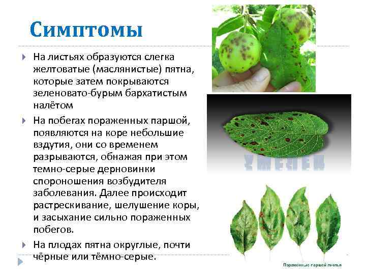 Симптомы На листьях образуются слегка желтоватые (маслянистые) пятна, которые затем покрываются зеленовато-бурым бархатистым налётом