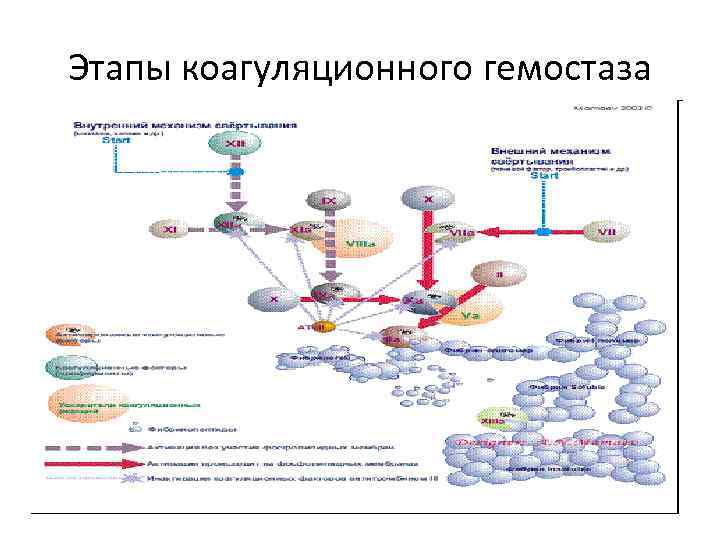 Гемостаз норколутом схема