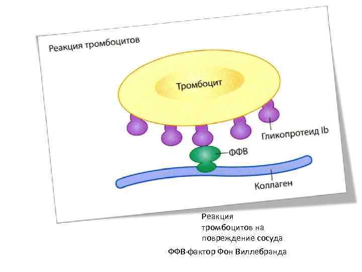 Реакция тромбоцитов на повреждение сосуда ФФВ-фактор Фон Виллебранда 