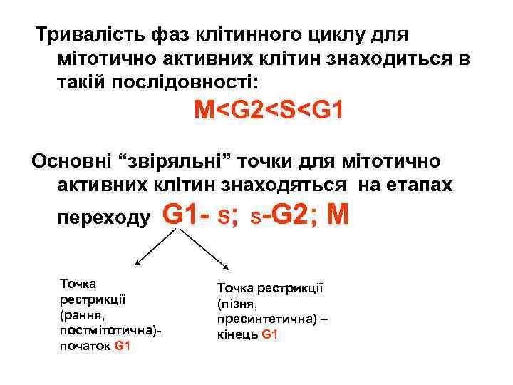 Тривалість фаз клітинного циклу для мітотично активних клітин знаходиться в такій послідовності: M<G 2<S<G