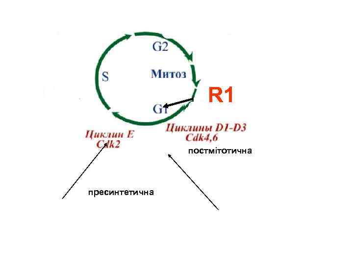 R 1 постмітотична пресинтетична 