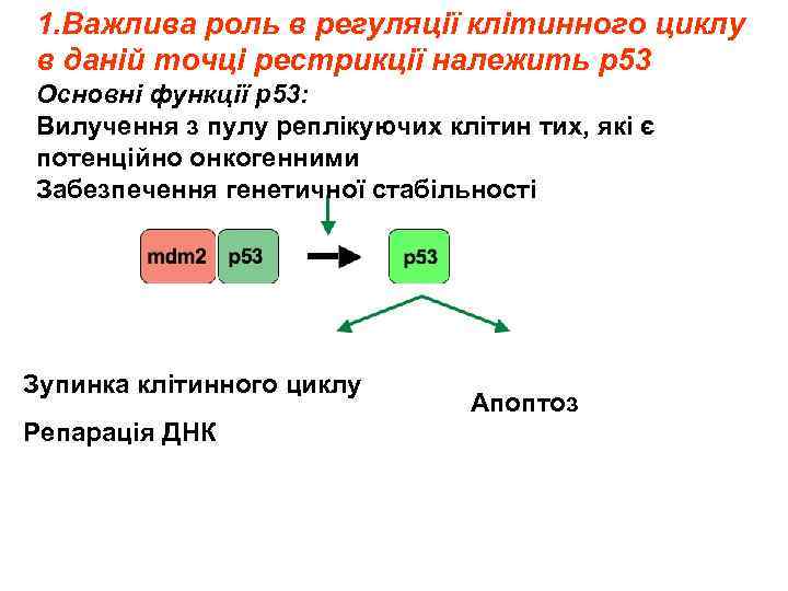 1. Важлива роль в регуляції клітинного циклу в даній точці рестрикції належить р53 Основні