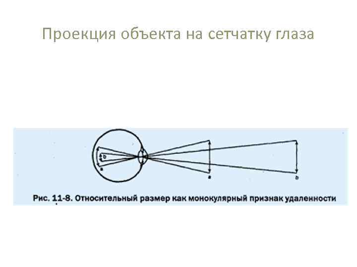 Проекция объекта на сетчатку глаза 