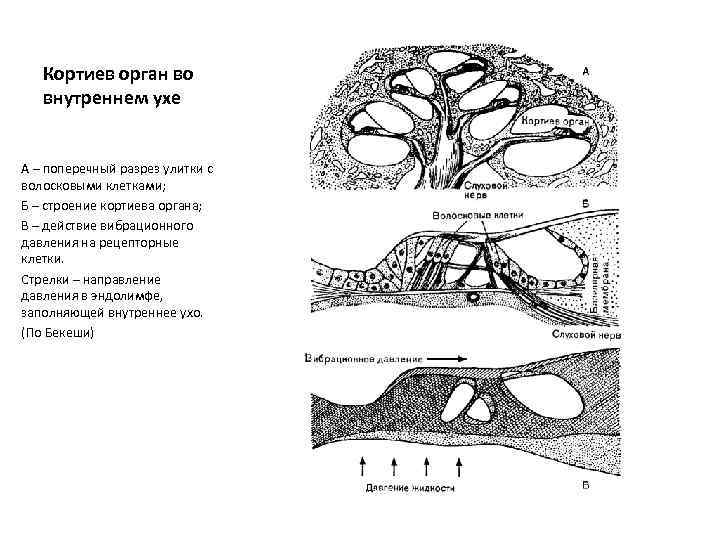 Кортиев орган во внутреннем ухе А – поперечный разрез улитки с волосковыми клетками; Б