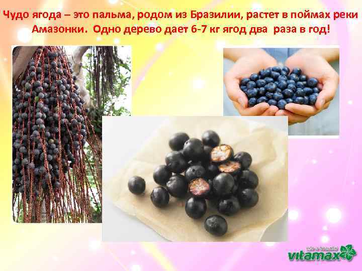 Чудо ягода – это пальма, родом из Бразилии, растет в поймах реки Амазонки. Одно