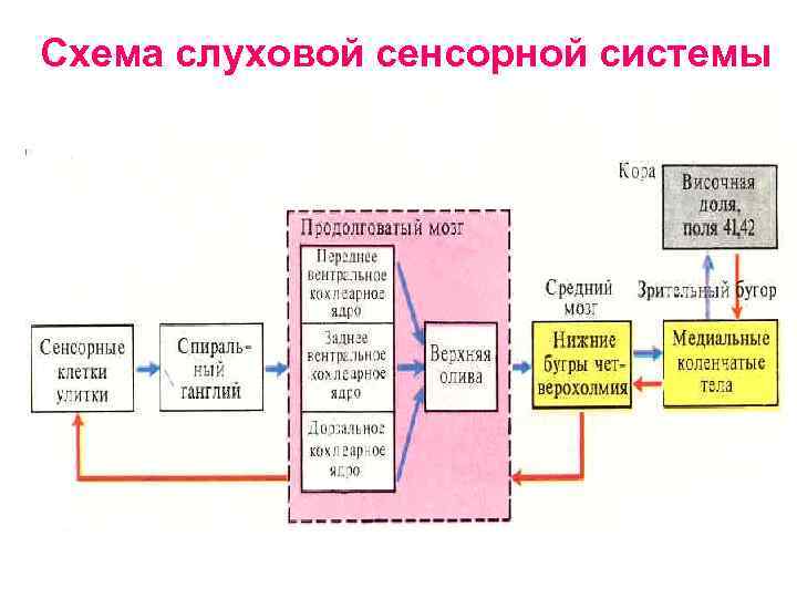 Блок схема слуховой сенсорной системы