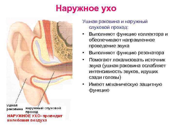 Функции ушной раковины