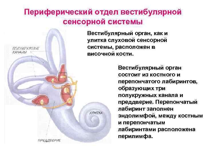 Периферический отдел вестибулярной сенсорной системы Вестибулярный орган, как и улитка слуховой сенсорной системы, расположен