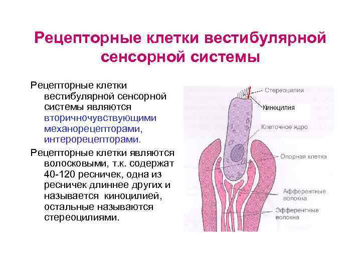 Рецепторные клетки вестибулярной сенсорной системы являются вторичночувствующими механорецепторами, интерорецепторами. Рецепторные клетки являются волосковыми, т.