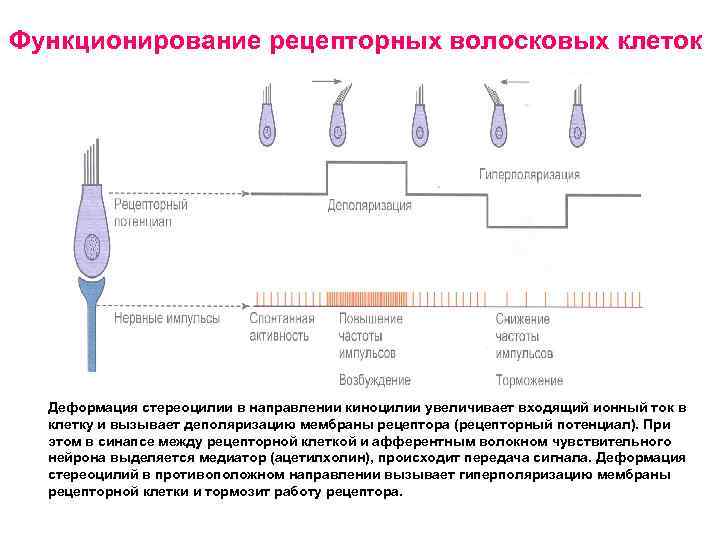 Функционирование рецепторных волосковых клеток Деформация стереоцилии в направлении киноцилии увеличивает входящий ионный ток в