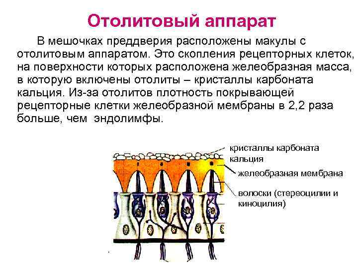 Отолитовый аппарат В мешочках преддверия расположены макулы с отолитовым аппаратом. Это скопления рецепторных клеток,