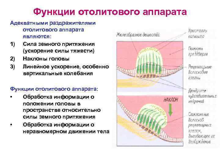 Функции отолитового аппарата Адекватными раздражителями отолитового аппарата являются: 1) Сила земного притяжения (ускорение силы