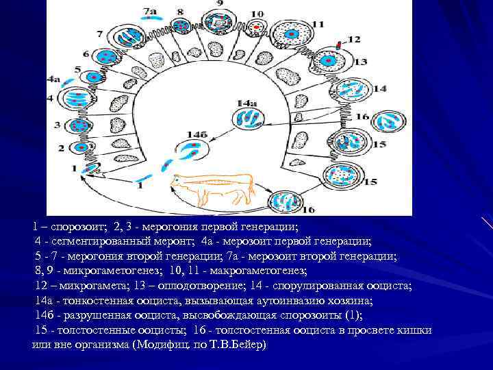 1 – спорозоит; 2, 3 - мерогония первой генерации; 4 - сегментированный меронт; 4