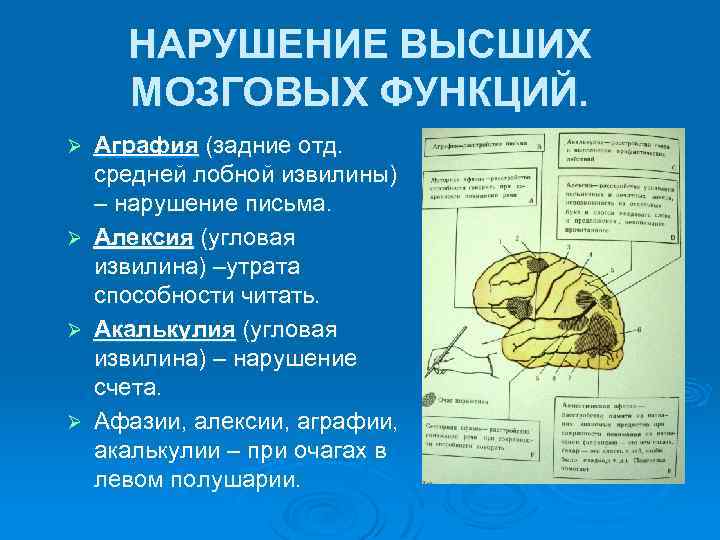 Высшие корковые функции презентация