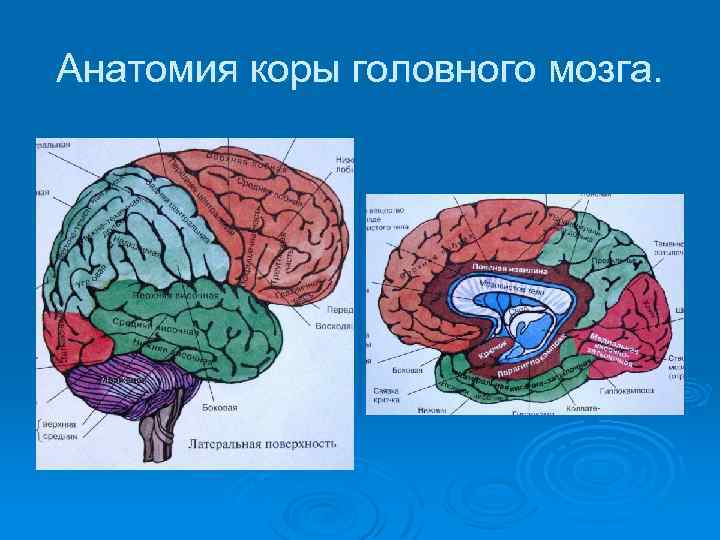 Кора головного мозга фото