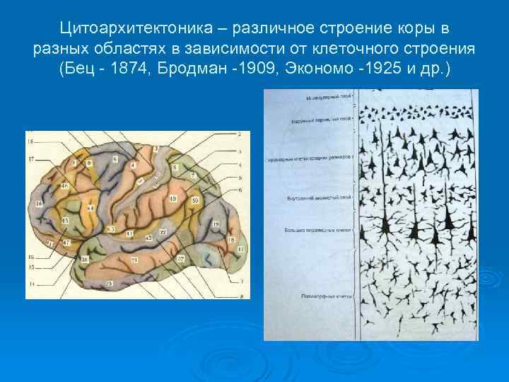 Поверхности коры больших полушарий. Цитоархитектоника коры головного мозга. Цитоархитектоника лобной доли.