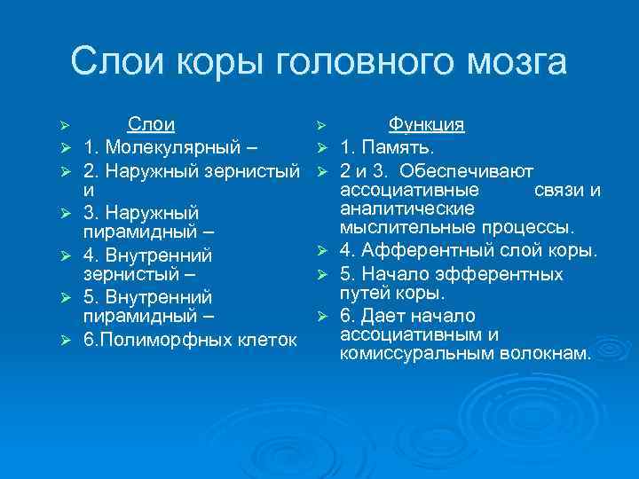 Слои коры головного мозга Ø Ø Ø Ø Слои 1. Молекулярный – 2. Наружный