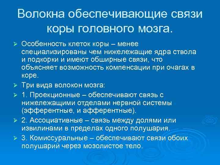 Волокна обеспечивающие связи коры головного мозга. Ø Ø Ø Особенность клеток коры – менее