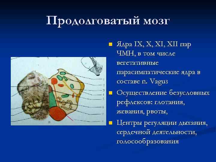 Продолговатый мозг n n n Ядра IX, X, XII пар ЧМН, в том числе