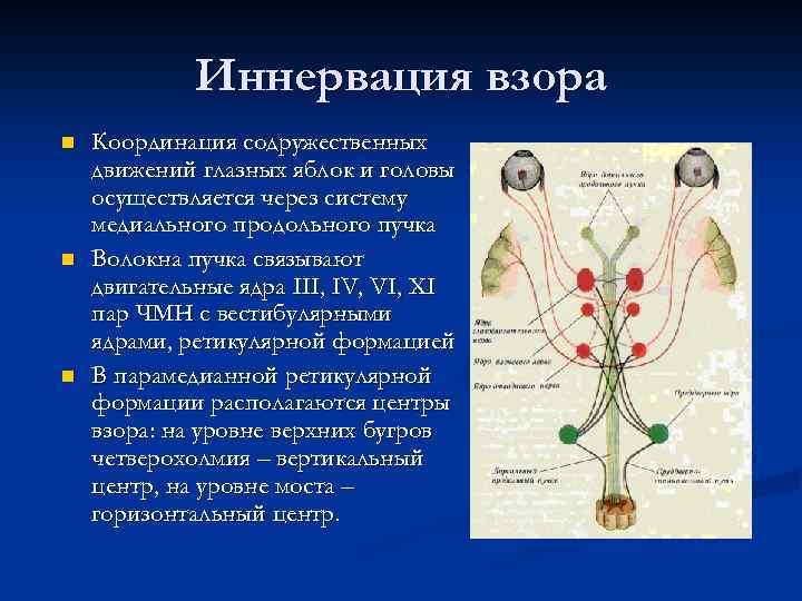 Иннервация взора n n n Координация содружественных движений глазных яблок и головы осуществляется через