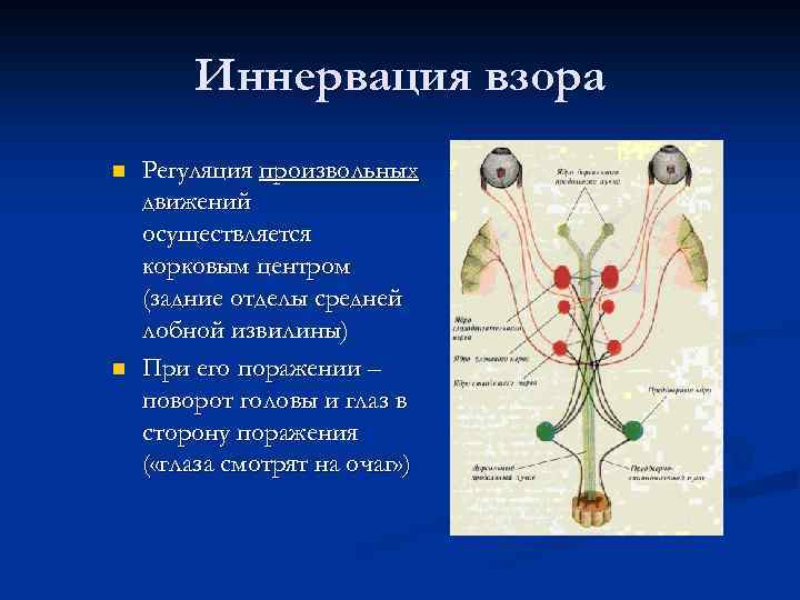 Иннервация взора n n Регуляция произвольных движений осуществляется корковым центром (задние отделы средней лобной