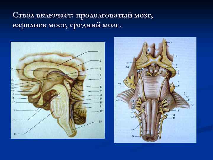 Ствол включает: продолговатый мозг, варолиев мост, средний мозг. 