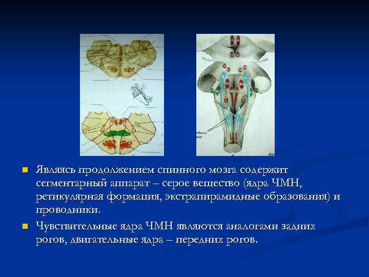 n n Являясь продолжением спинного мозга содержит сегментарный аппарат – серое вещество (ядра ЧМН,