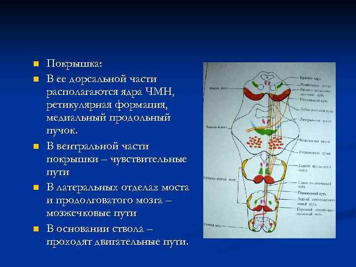 n n n Покрышка: В ее дорсальной части располагаются ядра ЧМН, ретикулярная формация, медиальный