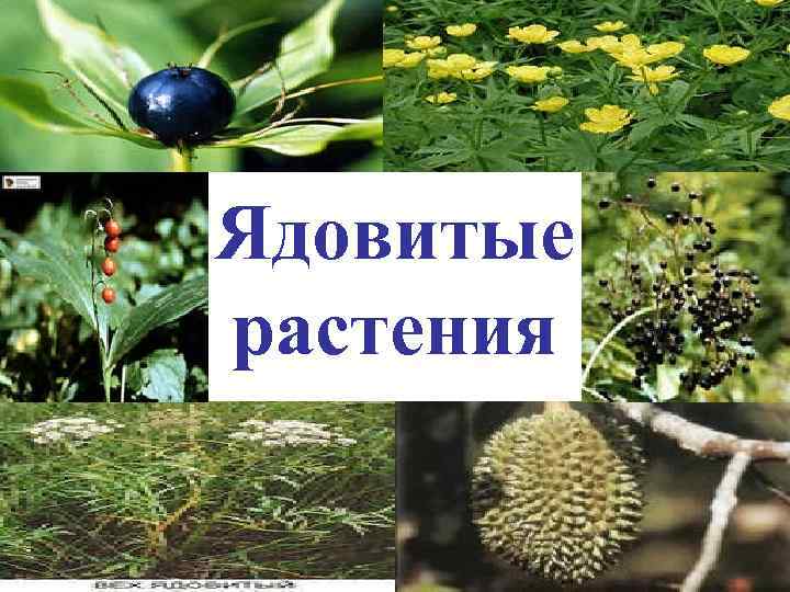 Ядовитые растения казахстана фото с названиями