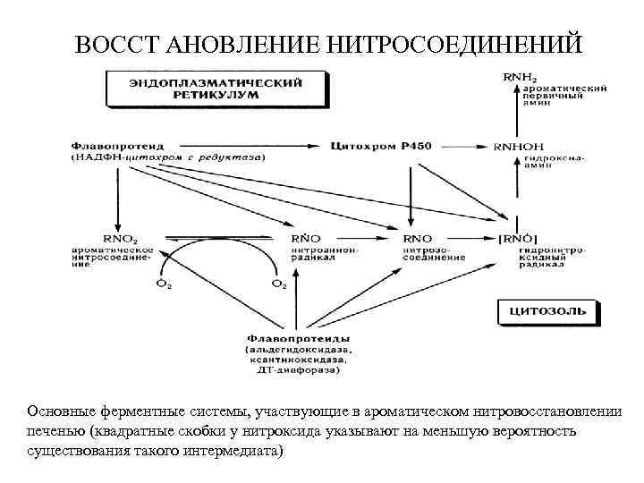 BOCCT AHOBЛEHИE HИTPOСOEДИHEHИЙ Основные ферментные системы, участвующие в ароматическом нитровосстановлении печенью (квадратные скобки у