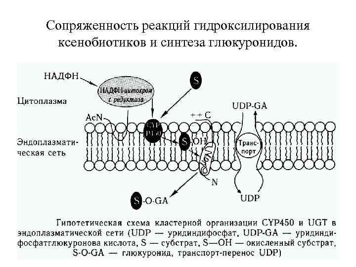 Сопряженность реакций гидроксилирования ксенобиотиков и синтеза глюкуронидов. 