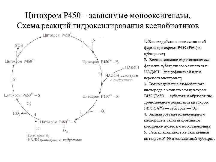 Цитохром Р 450 – зависимые монооксигеназы. Схема реакций гидроксилирования ксенобиотиков 1. Взаимодействие низкоспиновой формы