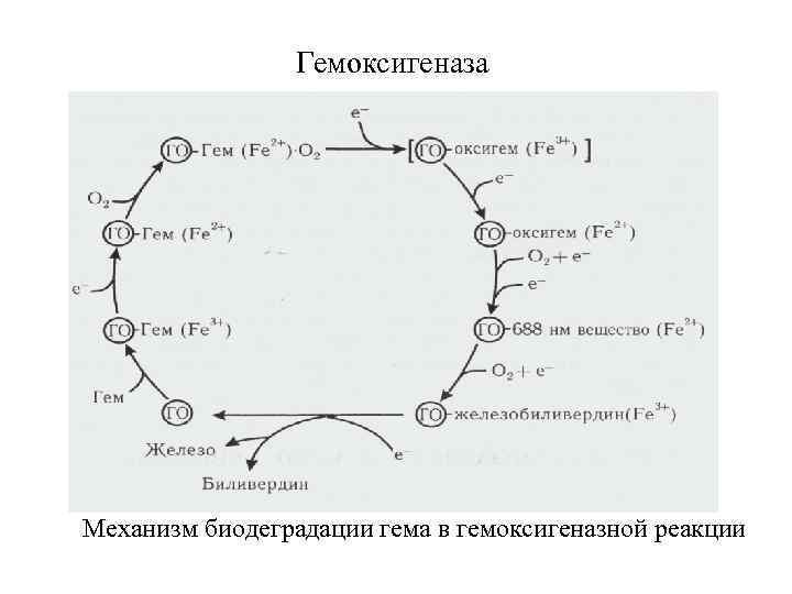 Гемоксигеназа Механизм биодеградации гема в гемоксигеназной реакции 