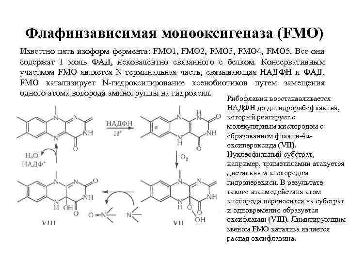 Флафинзависимая монооксигеназа (FMO) Известно пять изоформ фермента: FMO 1, FMO 2, FMO 3, FMO