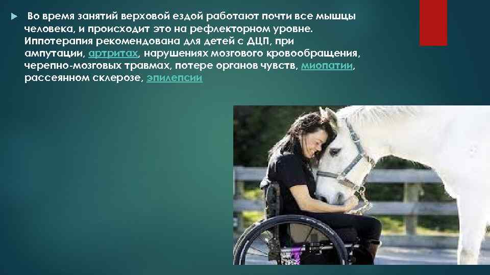  Во время занятий верховой ездой работают почти все мышцы человека, и происходит это