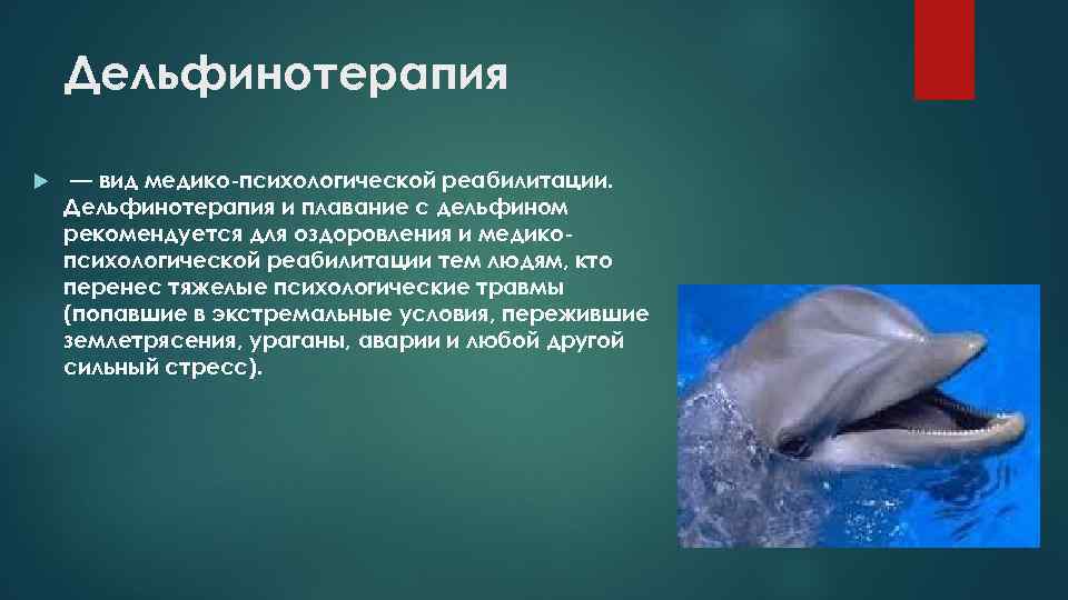 Дельфинотерапия — вид медико-психологической реабилитации. Дельфинотерапия и плавание с дельфином рекомендуется для оздоровления и