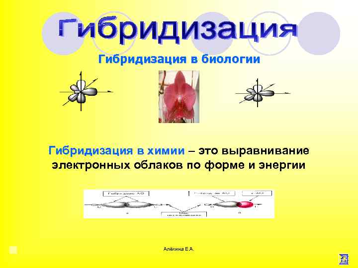 Гибридизация в биологии Гибридизация в химии – это выравнивание электронных облаков по форме и