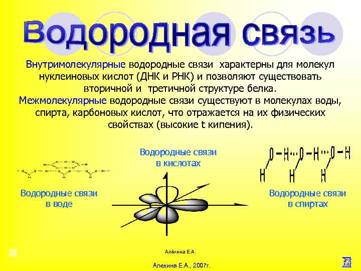 Внутримолекулярные водородные связи характерны для молекул нуклеиновых кислот (ДНК и РНК) и позволяют существовать