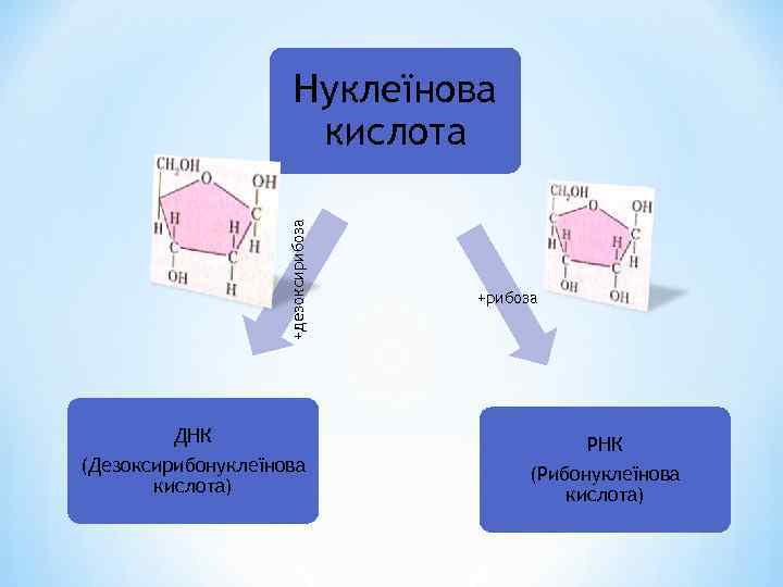 +дезоксирибоза Нуклеїнова кислота ДНК (Дезоксирибонуклеїнова кислота) +рибоза РНК (Рибонуклеїнова кислота) 