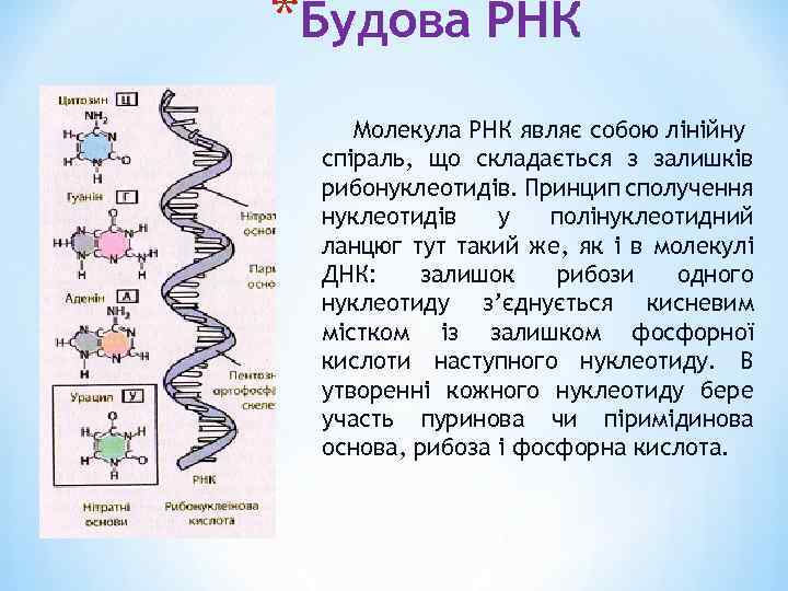 *Будова РНК Молекула РНК являє собою лінійну спіраль, що складається з залишків рибонуклеотидів. Принцип