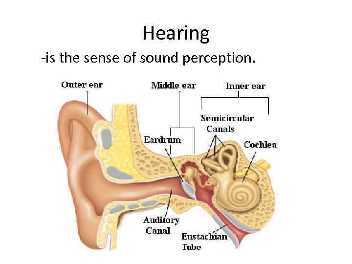Hearing -is the sense of sound perception. 
