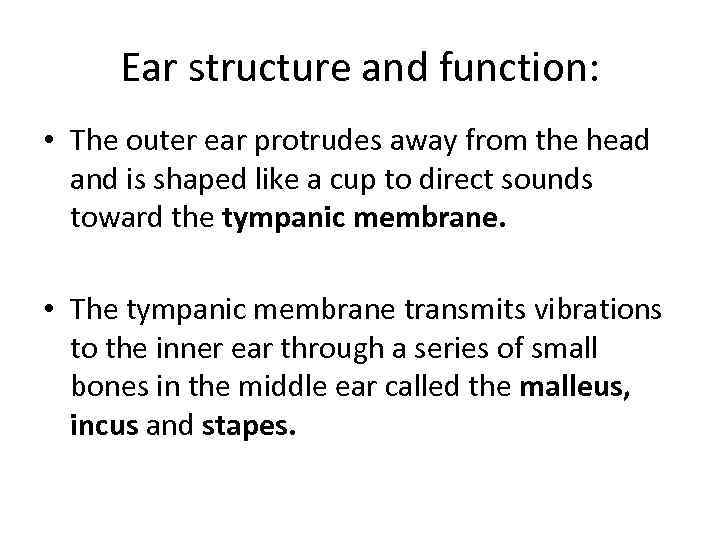 Ear structure and function: • The outer ear protrudes away from the head and
