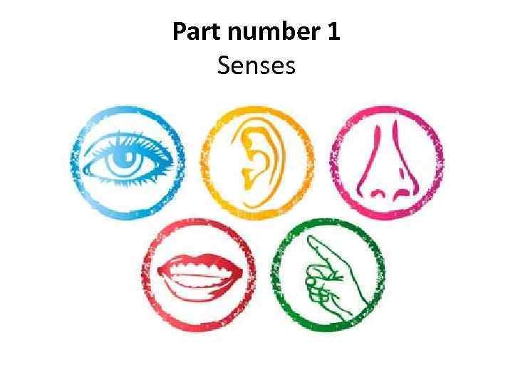Part number 1 Senses 