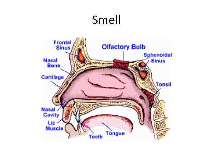 Smell 