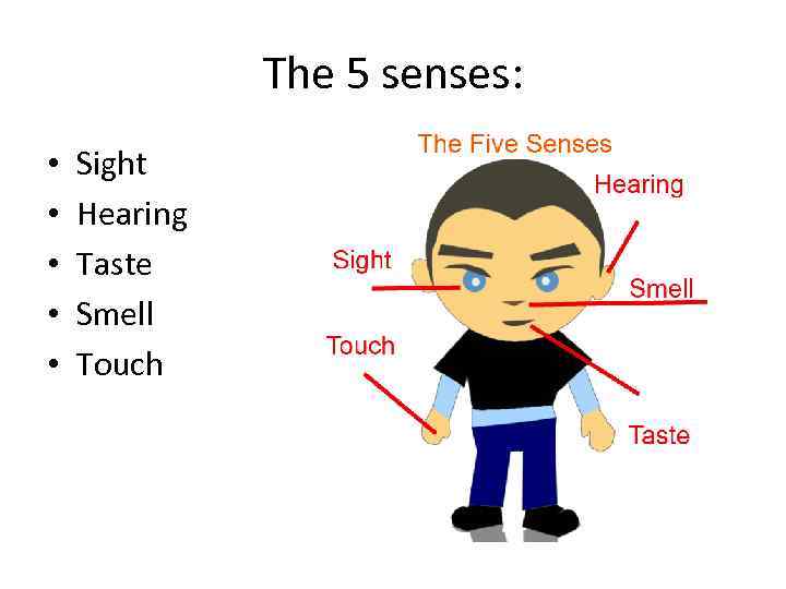 The 5 senses: • • • Sight Hearing Taste Smell Touch 